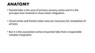 ANATOMY
• Parietal lobe is the area of primary sensory cortex and it is the
principal area involved in visuo motor integration.
• Visual cortex and frontal motor area are necessary for completion of
all tests
• But it is the association cortex of parietal lobe that is responsible
complex integration
 