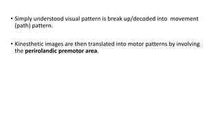 • Simply understood visual pattern is break up/decoded into movement
(path) pattern.
• Kinesthetic images are then translated into motor patterns by involving
the perirolandic premotor area.
 