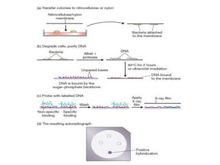 Construction and screening of genomic library | PPTX