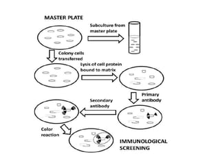 Construction and screening of genomic library | PPTX