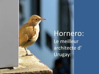Hornero:
Le meilleur
architecte d’
Urugay:

 
