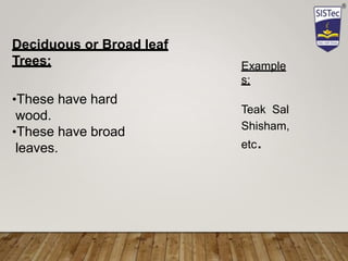 Deciduous or Broad leaf
Trees:
•These have hard
wood.
•These have broad
leaves.
Example
s:
Teak Sal
Shisham,
etc.
 