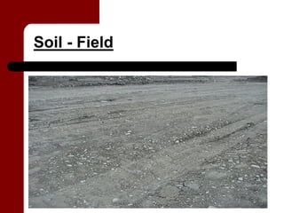 Soil - Field
 