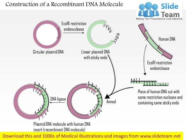 Construction of a recombinant dna molecule medical images for power p…