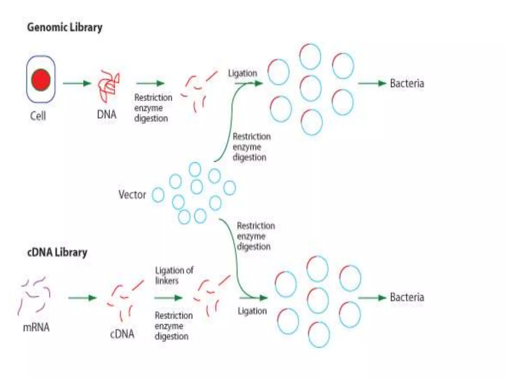 Construction of gene library | PPTX