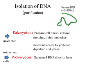 Isolation of DNA
(purification)
Eukaryotes : Prepare cell nuclei, remove
proteins, lipids and other
unwanted
macromolecules by protease
digestion and phase
extraction.
Prokaryotes : Extracted DNA directly from
cells.
 