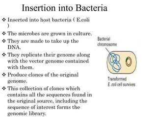 Insertion into Bacteria
 Inserted into host bacteria ( E.coli
)
 The microbes are grown in culture.
 They are made to take up the
DNA.
 They replicate their genome along
with the vector genome contained
with them.
 Produce clones of the original
genome.
 This collection of clones which
contains all the sequences found in
the original source, including the
sequence of interest forms the
genomic library.
 