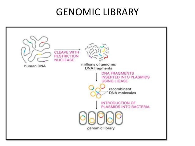 construction of gene library genomic library