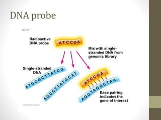 DNA probe
 