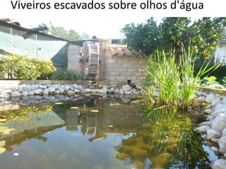 Viveiros escavados sobre olhos d'água
 