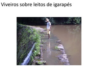 Viveiros sobre leitos de igarapés
 