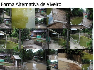 Forma Alternativa de Viveiro
 