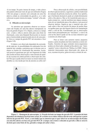 4
-lo na tampa. Na parte interna da tampa, o tubo cônico
não poderá sobressair mais do que um milímetro (Figura
3-B) isto porque a amostra será colocada em uma fita
adesiva colada na extremidade da garrafa e, se o tubo
sobressair na parte interna da tampa, “cortará” a fita ade-
siva.
3)	 Olhando ao microscópio
As amostras que queremos observar ao micros-
cópio são fixadas em uma fita adesiva transparente na
boca da garrafa (Figura 3-C). Depois, coloca-se a tampa
com a lente e olha-se através dela para uma fonte de
iluminação, como uma lâmpada fluorescente ou mesmo
para a luminosidade proporcionada através de uma jane-
la. Gira-se a tampa da garrafa PET até encontrar o foco
(Figura 3-D).
O objeto a ser observado dependerá da curiosida-
de de cada um. As possibilidades de exploração livre do
material são variadas e permitem que se discuta com os
alunos os limites de visualização das amostras. Assim,
será possível questionar por que um fragmento de folha
não resulta em boas observações e uma amostra de epité-
lio de escamas de cebola permite a observação das célu-
las? Por que se pode observar maior ou menor número de
detalhes se a luz incide por trás da amostra ou sobre ela?
	 Para a observação de células, com possibilidade
de observação de núcleos, sugerimos a prática tradicional
de remoção da película externa da cebola. Esse epitélio,
que é facilmente destacável, pode ser colado diretamente
sobre a fita adesiva. Mas se for transferido para uma so-
lução corante (ex.: azul de metileno) por alguns minutos
antes de ser transferido para a fita adesiva, será possível
observar núcleos. Sugere-se que o material seja colo-
cado sobre a fita com auxílio de pinças de pontas finas
ou agulhas para que não fiquem marcas de manipulação
sobre a cola da fita. Considerando que as observações
serão feitas principalmente por “iniciantes”, o relevo da
cola na fita adesiva pode ser tão ou mais chamativo que
a amostra em observação.
	 Para as lentes com aumento menor, pequenos
insetos e partes de planta são bons materiais a serem uti-
lizados. Amostras de água contendo micro-organismos
podem ser observados colando na fita adesiva um “mini-
-aquário” como o descrito em Wallau et al 2008. Outros
materiais interessantes para observação são: penas de
aves, escamas de peixe, grãos de areia e cristais de sais.
Figura 3 – Montagem do microscópio. A- Fixação da lente na tampa da garrafa PET. A posição da lente
dependerá da distância focal da lente (setas). B- as lentes ou os tubos cônicos não deverão sobrepassar a parte
interna da garrafa PET. Em C, a seta indica que as amostras que se quer observar ao microscópio são fixadas
em uma fita adesiva na boca da garrafa PET; D- a tampa com a lente é colocada na garrafa e olha-se através
da lente para uma fonte de luz, girando a tampa até achar o foco.
 