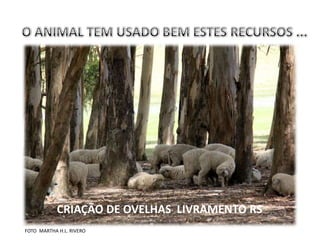 “E disse Deus: Cubra-se a terra de vegetação...”
                                                             Genesis 1:11




                               2012
          18% DA FLORESTA AMAZÔNICA JÁ DESAPARECEU
          EMISSÃO DEDE OVELHAS LIVRAMENTO RS
           CRIAÇÃO CO2 = 13,9 MILHÕES DE TONELADAS
FOTO MARTHA H.L. RIVERO
 