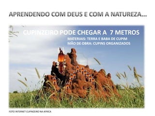 CUPINZEIRO PODE CHEGAR A 7 METROS
                                     MATERIAIS: TERRA E BABA DE CUPIM
                                     MÃO DE OBRA: CUPINS ORGANIZADOS




FOTO INTERNET CUPINZEIRO NA AFRICA
 
