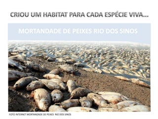 MORTANDADE DE PEIXES RIO DOS SINOS




FOTO INTERNET MORTANDADE DE PEIXES RIO DOS SINOS
 