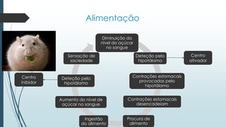 Alimentação
Diminuição do
nível do açúcar
no sangue
Deteção pelo
hipotálamo
Contrações estomacais
provocadas pelo
hipotálamo
Contrações estomacais
desencadeiam
Procura de
alimento
Ingestão
do alimento
Aumento do nível de
açúcar no sangue
Deteção pelo
hipotálamo
Sensação de
saciedade
Centro
inibidor
Centro
ativador
 