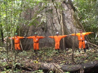 FLORA 
