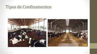 Tipos de Confinamentos
 