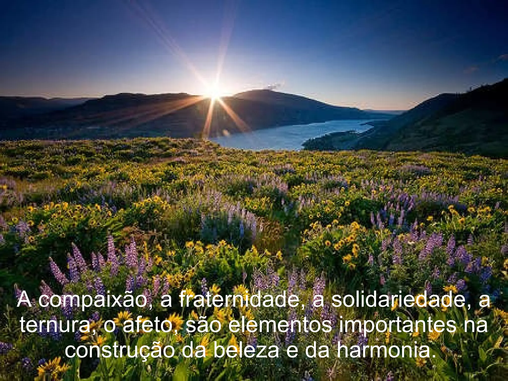 A compaixão, a fraternidade, a solidariedade, a ternura, o afeto, são elementos importantes na construção da beleza e da harmonia.  
