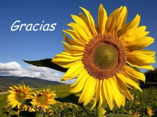 Gracias

 