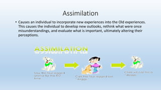 • Causes an individual to incorporate new experiences into the Old experiences.
This causes the individual to develop new outlooks, rethink what were once
misunderstandings, and evaluate what is important, ultimately altering their
perceptions.
Assimilation
 