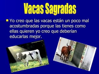    Yo creo que las vacas están un poco mal
    acostumbradas porque las tienes como
    ellas quieren yo creo que deberían
    educarlas mejor.
 