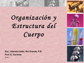 Organización y
      Estructura del
         Cuerpo

Esc. Liberata Iraldo, Río Grande, P.R.
Prof. E. Carreras
7 mo
 