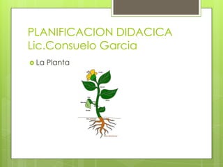 PLANIFICACION DIDACICA
Lic.Consuelo Garcia
 La Planta
 