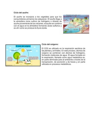 Ciclo del azufre:
El azufre se incorpora a los vegetales para que los
consumidores primarios los adquieran. El azufre llega a
la atmósfera como sulfuro de hidrógeno o dióxido de
azufre proveniente de los volcanes, el azufre se combina
con el agua en la atmósfera formando ácido sulfúrico y
es ahí como se produce la lluvia ácida.
Ciclo del oxígeno:
El CO2 es utilizado en la respiración aeróbica de
las plantas y animales. En este proceso, átomos de
oxígeno se combinan con átomos de hidrógeno,
formando moléculas de agua. El agua formada en
la respiración, llamada como agua metabólica es,
en parte eliminada para el ambiente a través de la
transpiración, de excreción y de heces y en parte
utilizada en procesos metabólicos.
 