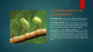 COMPORTAMIENTO DE
LAS HORMIGAS
La hormiga reina, mucho mayor que las demás, dedica su
vida a poner huevos, al ritmo de uno cada dos o tres minutos.
Las hormigas obreras cuidan de los huevos y las larvas,
proveen de alimentación a la reina. Se encargan de las tareas
de construcción y mantenimiento del nido. Buscan alimentos,
nutren a los machos y, si llega el caso, hacen la guerra.
Los machos y las hembras jóvenes de un mismo
hormiguero, que como hemos dicho son alados, llega un día
en que parten en vuelo y se acoplan. Los machos mueren
inmediatamente y las hembras buscan un nuevo refugio. Allí,
tras poner los huevos y perder para siempre las alas, fundan
una nueva colonia. Y de esta forma el ciclo comienza de
nuevo.
 