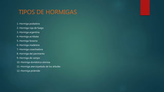 TIPOS DE HORMIGAS
1.-Hormiga podadora
2.-Hormiga roja de fuego
3.-Hormiga argentina
4.-Hormiga acróbata
5.-Hormiga faraona
6.-Hormiga maderera
7.-Hormiga cosechadora
8.-Hormiga del pavimento
9.-Hormiga de campo
10.-Hormiga doméstica olorosa
11.-Hormiga aterciopelada de los árboles
12.-Hormiga pirámide
 