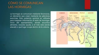 CÓMO SE COMUNICAN
LAS HORMIGAS
La hormigas se comunican mediante feromonas,
un elemento que crean mediante las glándulas
exocrinas. Esta sustancia química es utilizada
para traspasar información al resto de hormigas:
inicio del apareamiento, dónde encontrar
alimento, necesito ayuda, si el nido está siendo
atacado o qué lugar ocupa dentro de la colonia.
Del
 