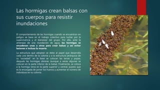 Las hormigas crean balsas con
sus cuerpos para resistir
inundaciones
El comportamiento de las hormigas cuando se encuentran en
peligro se basa en el trabajo colectivo para luchar por la
supervivencia y el bienestar del grupo. Por ello, ante la
amenaza de una inundación de agua, las hormigas se
encadenan unas a otras para crear balsas y así evitar
lesiones e incluso la muerte.
La estructura que adoptan se debe al papel que desarrolla
cada una dentro de la colonia y a la estructura jerárquica de
su 'sociedad': en la base se colocan las larvas y pupas,
después las hormigas obreras (aunque a veces algunas se
colocan en la parte inferior de la balsa). Finalmente, se coloca
a la hormiga reina en la parte superior y central, puesto que
es la encargada de poner los huevos y aumentar el número de
individuos en su colonia.
 