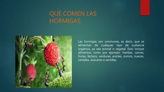 QUÉ COMEN LAS
HORMIGAS
Las hormigas son omnívoras, es decir, que se
alimentan de cualquier tipo de sustancia
orgánica, ya sea animal o vegetal. Esto incluye
alimentos como por ejemplo: hierbas, carnes,
frutas, lácteos, verduras, aceites, zumos, nueces,
cereales, azúcares o semillas.
 
