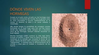 DÓNDE VIVEN LAS
HORMIGAS
Excepto en el polo norte y el polo sur, las hormigas viven
en todos los continentes del mundo. Por lo general, viven
en sitios escondidos y oscuros. Indistintamente en el
campo, el desierto, la selva y en zonas urbanas o
industriales.
Allá donde tengan la posibilidad de conseguir comida
fácilmente, es un buen lugar para vivir, por ese motivo
donde hay vegetación verde, siempre vas a encontrar
cerca de las hormigas. Siempre intentan encontrar un
buen hábitat.
Muchas hormigas suelen construir su nido bajo tierra.
Excavan el terreno y sacan fuera la tierra, formando un
montículo en la entrada que recuerda la forma de un
volcán. Dentro de dicho nido u hormiguero, destinan unas
“habitaciones” o cámaras para el almacenamiento de la
comida, y otras para el cuidado e incubación de los
huevos.
 