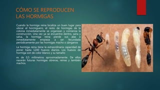 CÓMO SE REPRODUCEN
LAS HORMIGAS
Cuando la hormiga reina localiza un buen lugar para
ubicar el hormiguero, el resto de hormigas de la
colonia inmediatamente se organizan y comienza la
construcción. Una vez ya se encuentra dentro, sana y
salva, la hormiga reina pierde sus alas e
inmediatamente empieza a ser fecundada
periódicamente por las hormigas macho o zánganos
La hormiga reina tiene la extraordinaria capacidad de
poner hasta 1200 huevos diarios. Los huevos de
hormiga son de color blanco y su tamaño
es de 0,5 milímetros aproximadamente. De ellos
nacerán futuras hormigas obreras, reinas y también
machos.
 