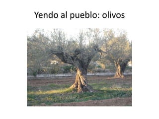 Yendo al pueblo: olivos
 