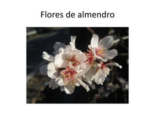Flores de almendro
 