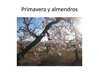 Primavera y almendros
 
