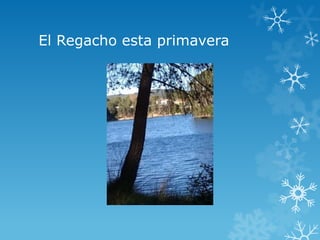 El Regacho esta primavera
 