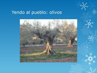 Yendo al pueblo: olivos
 