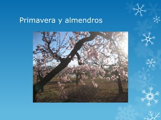 Primavera y almendros
 
