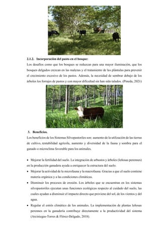 2.1.2. Incorporación del pasto en el bosque:
Los desafíos como que los bosques se reduzcan para una mayor iluminación, que los
bosques delgados crezcan en las malezas y el tratamiento de las plántulas para prevenir
el crecimiento excesivo de los pastos. Además, la necesidad de sembrar debajo de los
árboles los forrajes de pastos y con mayor dificultad sin han sido talados. (Pineda, 2021)
3. Beneficios.
Los beneficios de los Sistemas Silvopastoriles son: aumento de la utilización de las tierras
de cultivo, rentabilidad agrícola, aumento y diversidad de la fauna y sombra para el
ganado o microclima favorable para los animales.
• Mejorar la fertilidad del suelo. La integración de arbustos y árboles (leñosas perennes)
en la producción ganadera ayuda a enriquecer la estructura del suelo.
• Mejorar la actividad de la microfauna y la macrofauna. Gracias a que el suelo contiene
materia orgánica y a las condiciones climáticas.
• Disminuir los procesos de erosión. Los árboles que se encuentran en los sistemas
silvopastoriles ejecutan unas funciones ecológicas respecto al cuidado del suelo, las
cuales ayudan a disminuir el impacto directo que proviene del sol, de los vientos y del
agua.
• Regular el estrés climático de los animales. La implementación de plantas leñosas
perennes en la ganadería contribuye directamente a la productividad del sistema
(Arciniegas-Torres & Flórez-Delgado, 2018).
 