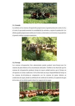 3.1. Ganado
Los árboles en los sistemas silvopastoriles proporcionan al ganado protección contra el sol y
el viento, lo que puede aumentar la comodidad de los animales y mejorar la producción. Los
árboles pueden proporcionar sombra en el verano y cortavientos en el invierno, lo que permite
al ganado moderar su propia temperatura.
3.2. Forraje
Los sistemas silvopastoriles bien administrados pueden producir tanto forraje como los
sistemas de pasto abierto en las circunstancias adecuadas. También se ha observado que los
sistemas de silvopastoriles producen forraje de mayor calidad nutritiva que el forraje sin
silvopastura en ciertas condiciones. Se ha observado una mayor disponibilidad de forraje en
los sistemas de silvicultura en comparación con los sistemas de pastos abiertos en
condiciones de sequía, donde la combinación de sombra de los árboles y la captación de agua
de las raíces de los árboles puede reducir los impactos de la sequía.
 
