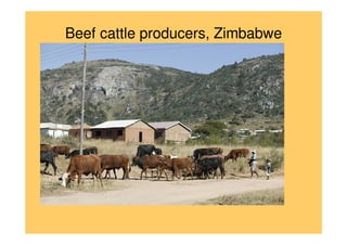 Beef cattle producers, Zimbabwe
 