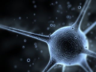 Consultoresenneurociencia 141027043350-conversion-gate02