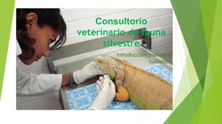 Consultorio
veterinario de fauna
silvestre
Introducción manejo y
cuidados
 