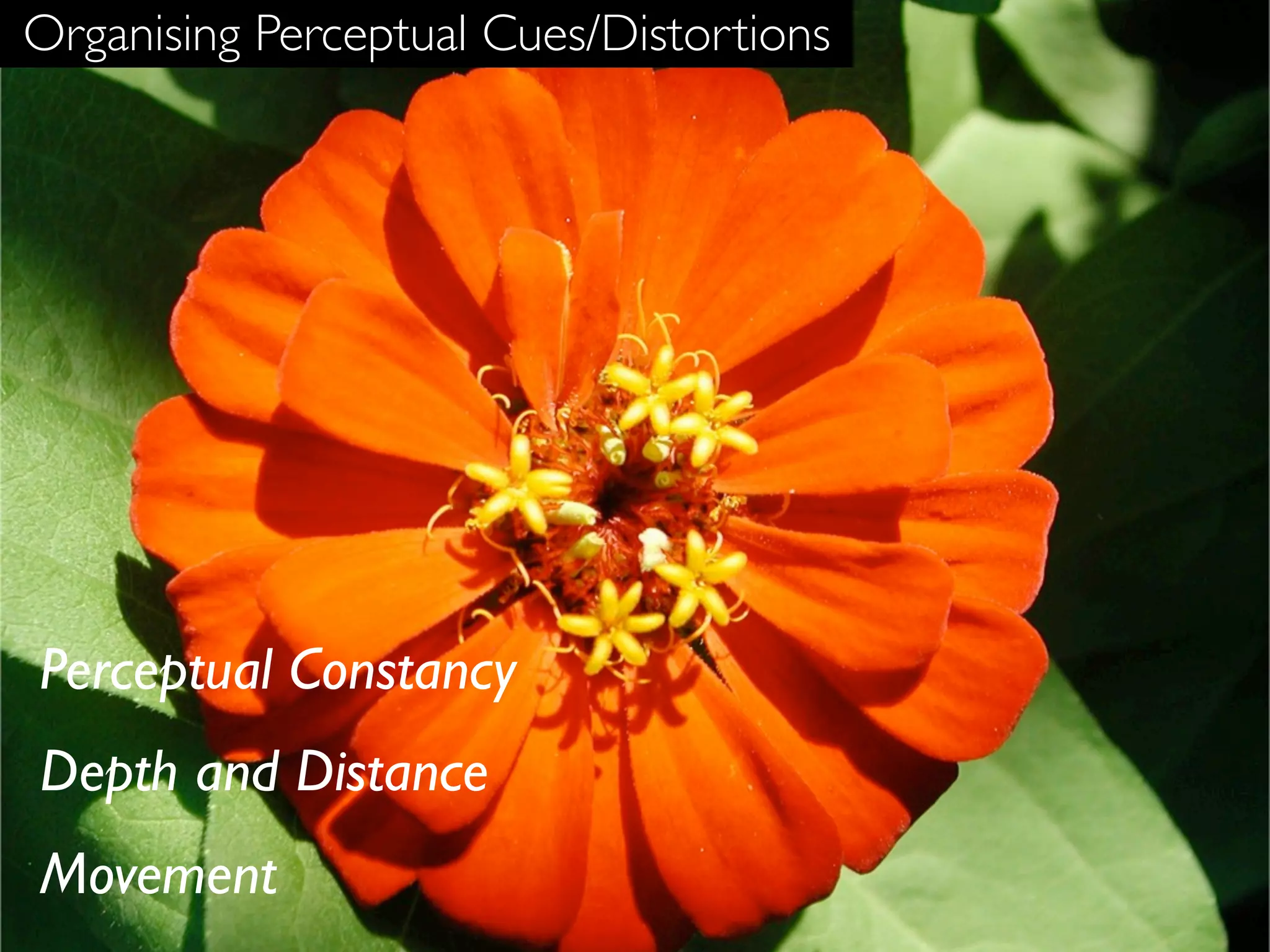 Organising Perceptual Cues/Distortions




Perceptual Constancy
Depth and Distance
Movement
 