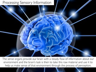 Processing Sensory Information




The sense organs provide our brain with a steady ﬂow of information about our
 environment and the brain’s task is then to take this raw material and use it to
  help us make sense of that environment through the process of perception.
 